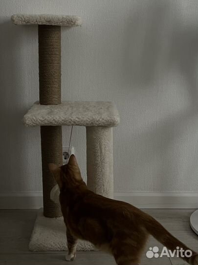 Когтеточка для кошки new
