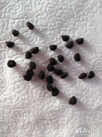 Семена Ипомея