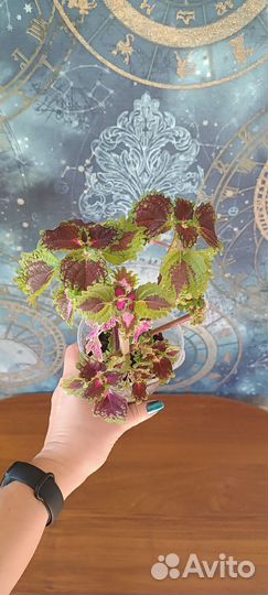 Комнатные растения