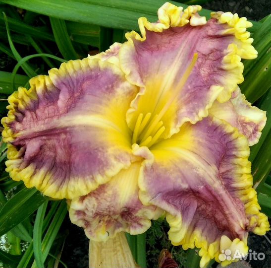 Лилейники семена