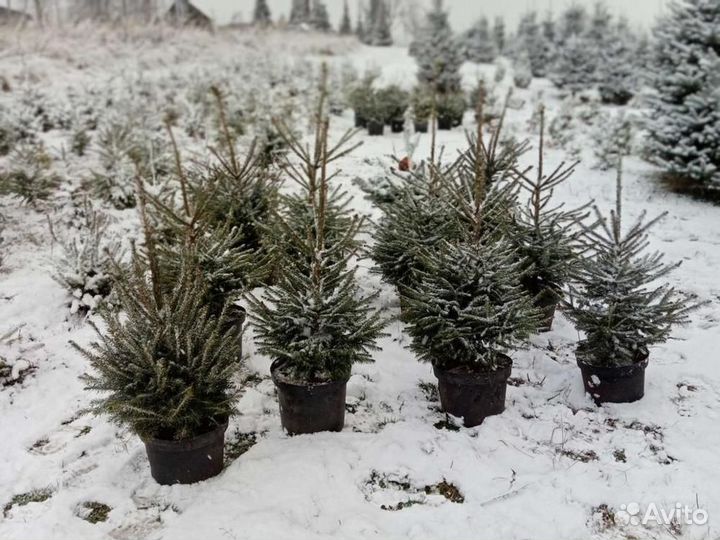 Ель европейская