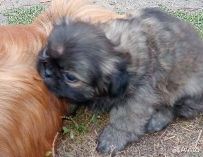 Щенки пекинеса
