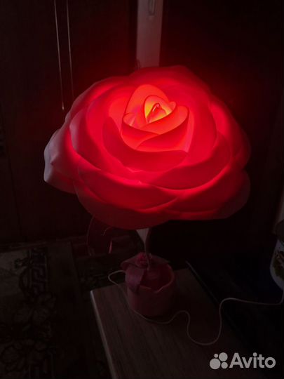 Роза ночник
