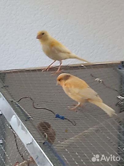 Кенара и канарейки