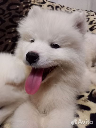 Самоедская лайка щенки