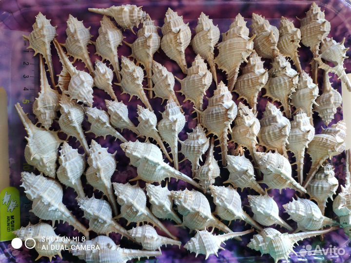 Ракушки