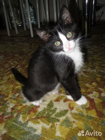 Котёнок Веня ищет свою семью