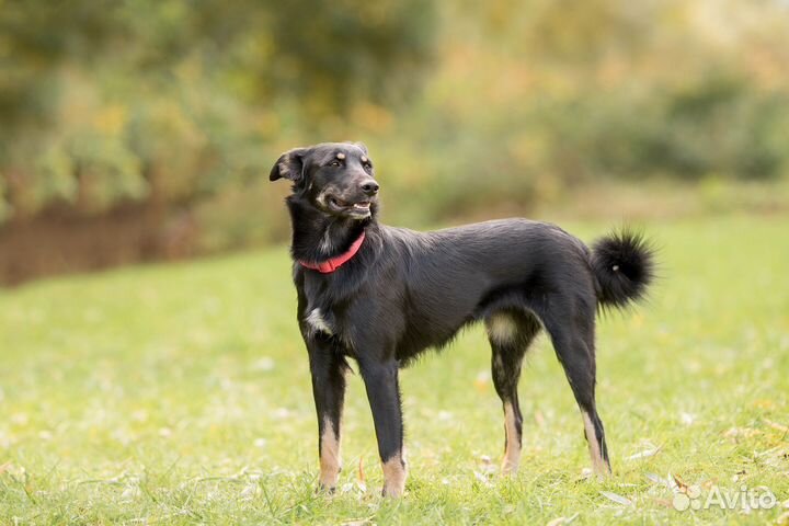 Собака девочка Бэмби 1,5 года