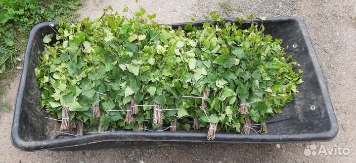 Веники для бани