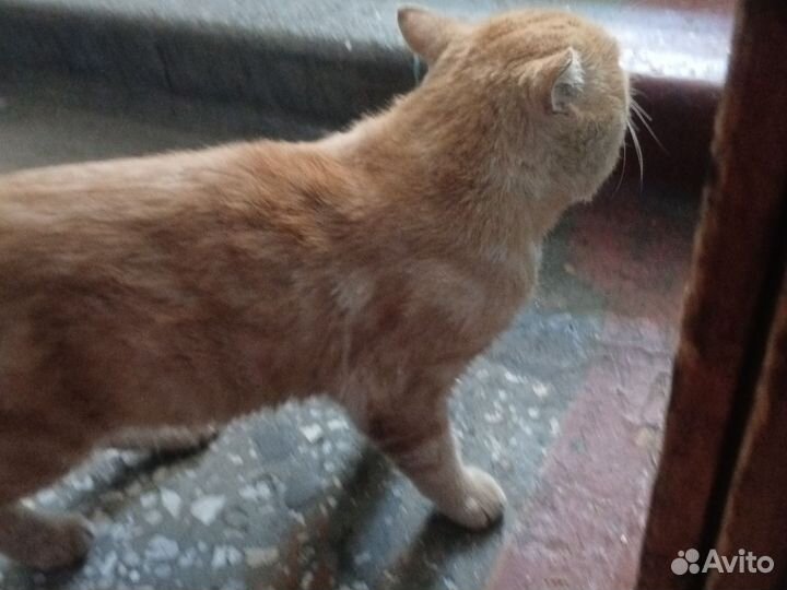 Бездомный котик