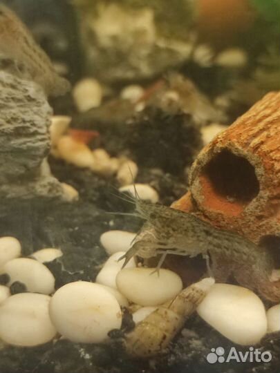 Мраморный рак