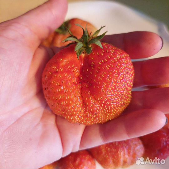 Семена клубники.разные сорта