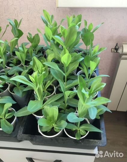 Рассада эустомы оптом