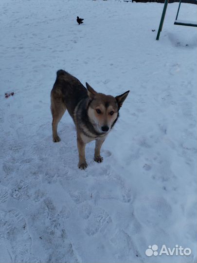 Собака в добрые руки отдам бесплатно