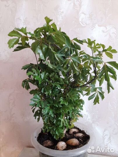 Полисциас