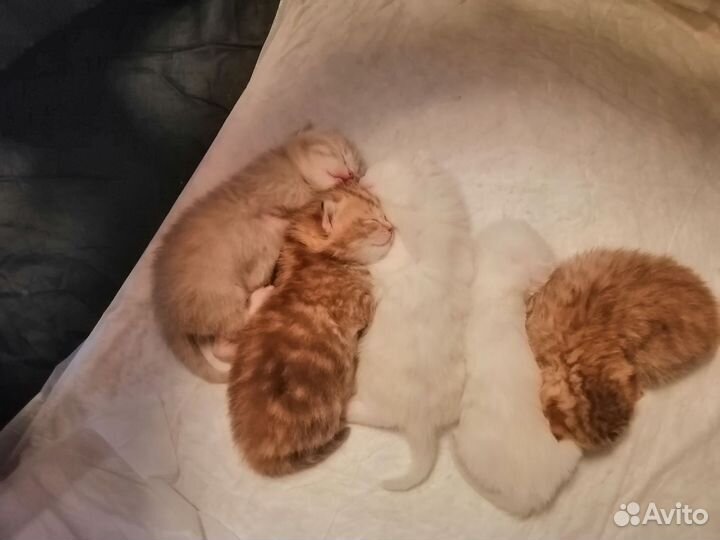 Британские котята