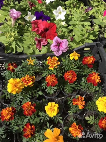 Рассада цветов петуния
