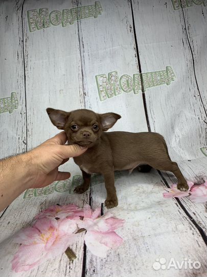 Мальчик чихуахуа