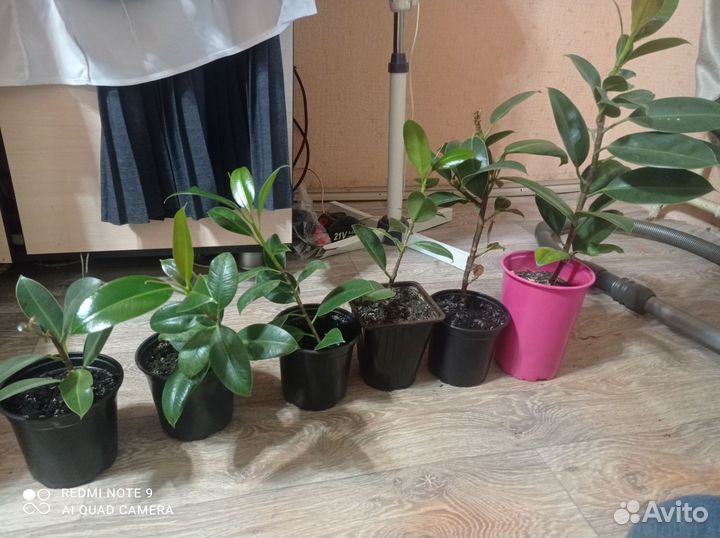 Фикус каучуконосный эластика робуста