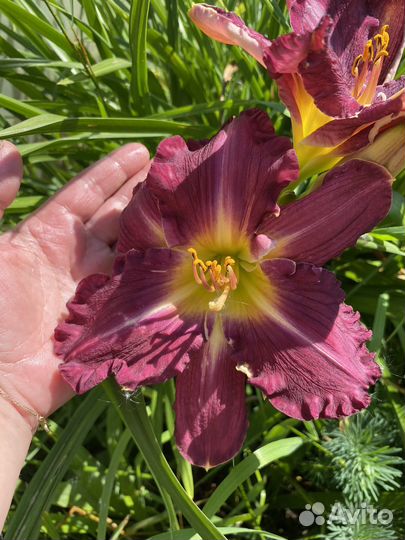 Лилейники сортовые