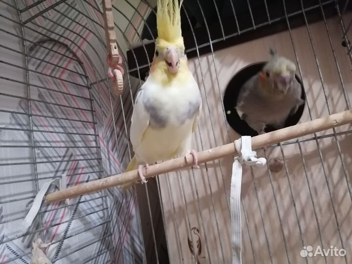Попугай корелла пара