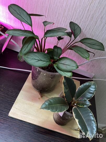 Комнатные растения цветы