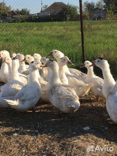 Муларды тяжелой линии Франции