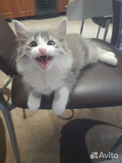 Котёнок