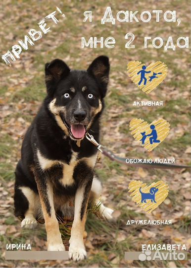 Красивейшая собака в поисках дома