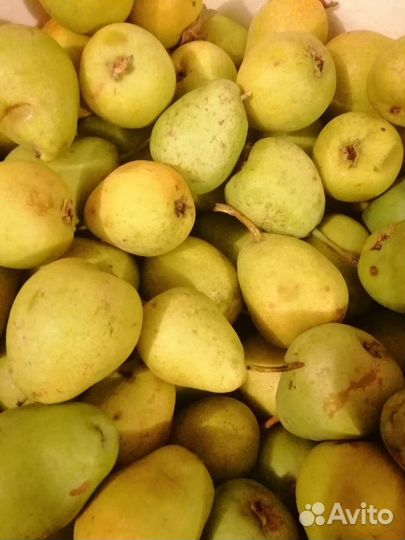 Груша