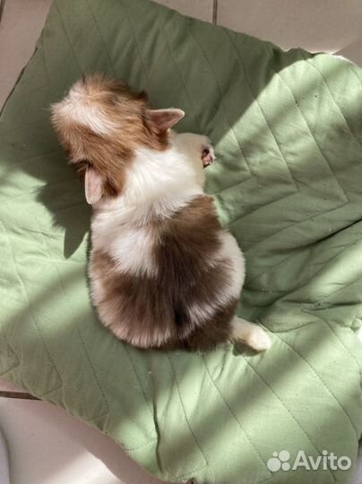 Бело золотая кукольная девочка