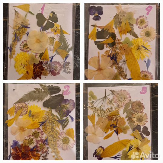 Сухоцветы для творчества. Плоская сушка