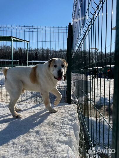 Алабай в добрые руки