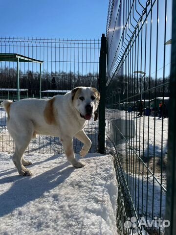 Алабай в добрые руки