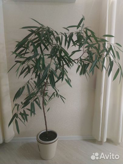 Олеандр растение