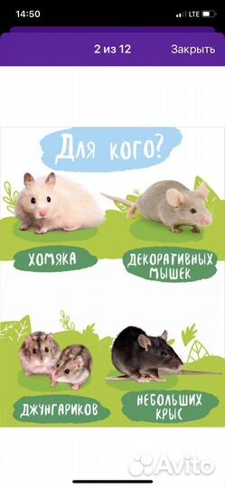 Лабиринт для грызунов