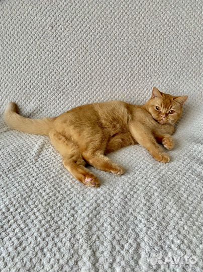Передержка домашних кошек