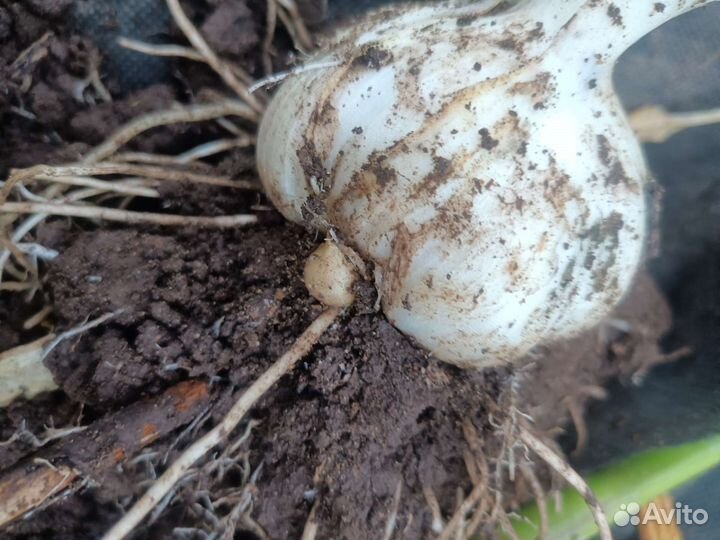 Чеснок слоновий, рокамболь на семена