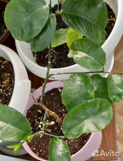 Лимон плодоносящий