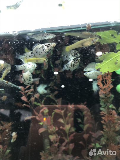 Аквариумные рыбки