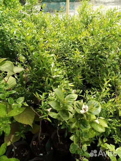 Саженцы экзотических растений и плодовых деревьев