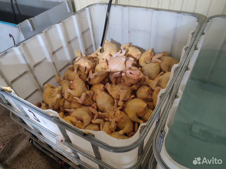 Куры халяль оптом