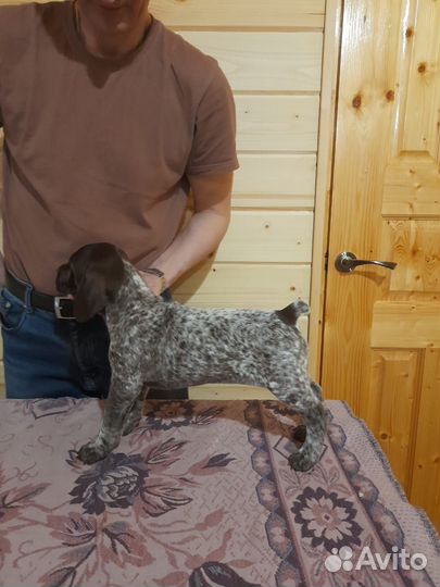 Щенки курцхаара