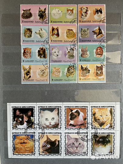 Кошки и котята