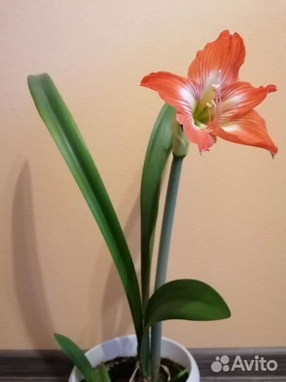 Гиппеаструм