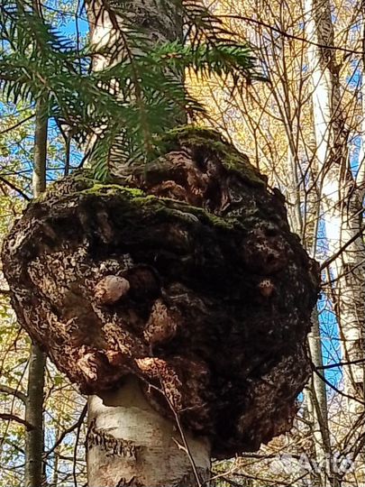 Савель береза