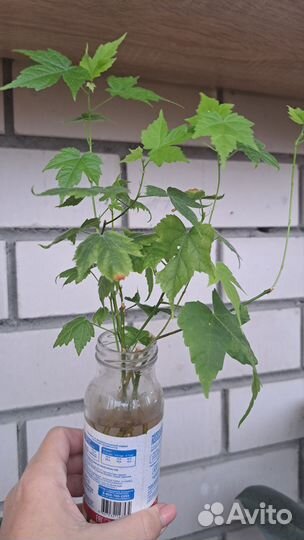 Клён Абутилон