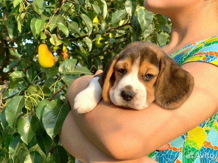 Щенки бигль