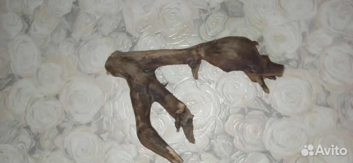 Коряги аквариумная