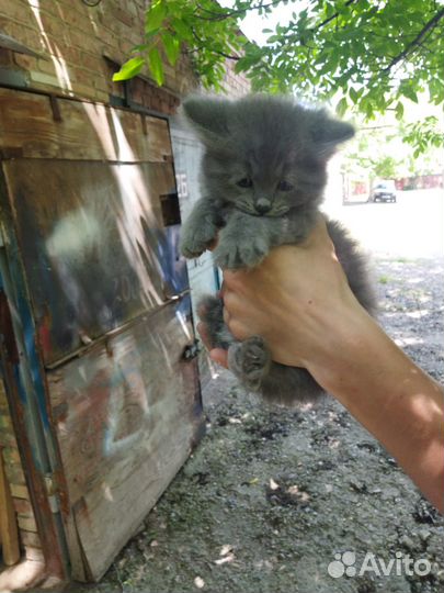Отдам котенка в добрые руки
